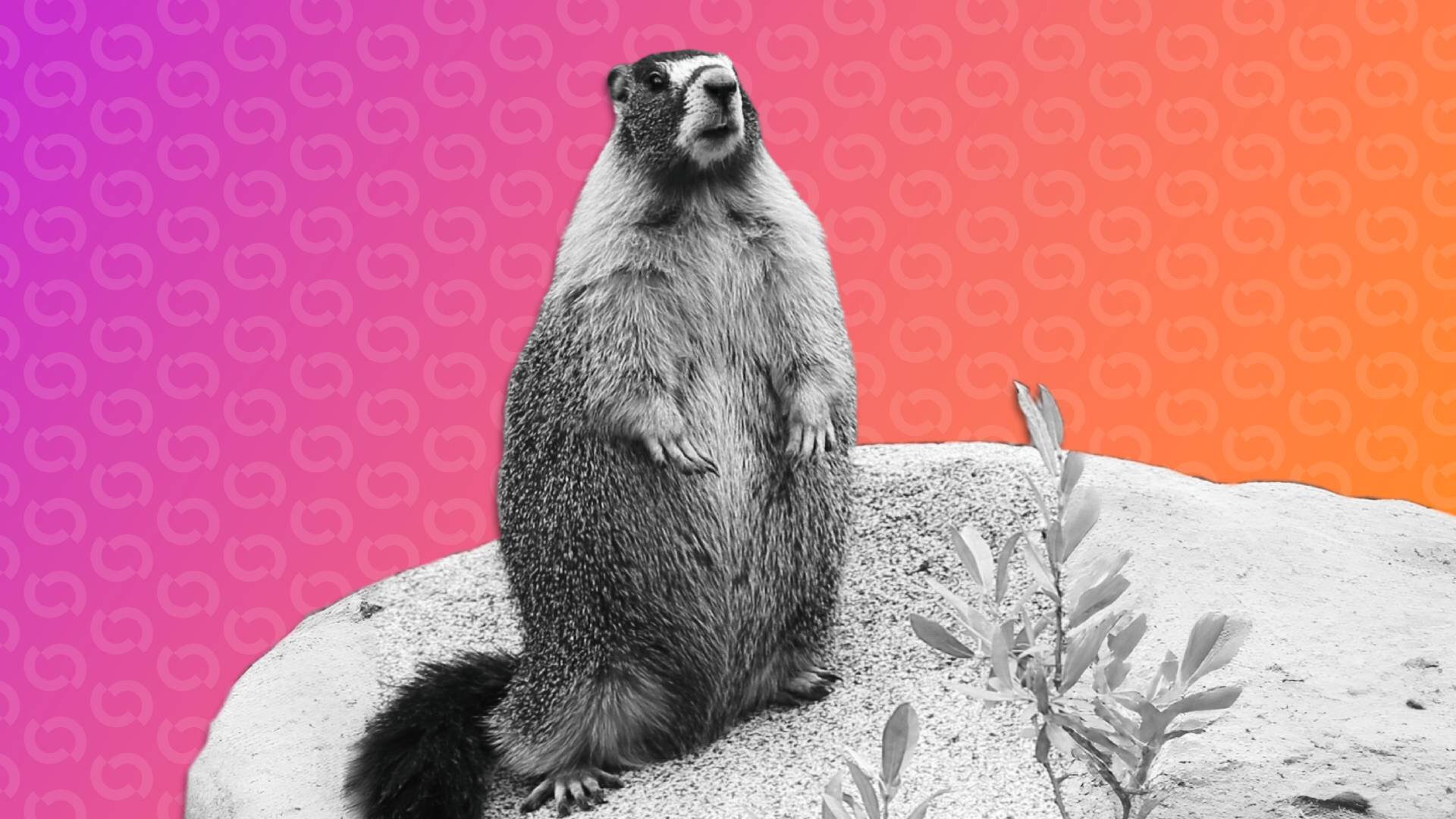 Marmot-onderzoekers wenden zich tot OnlyFans voor financiering – en er zijn ook meme-munten