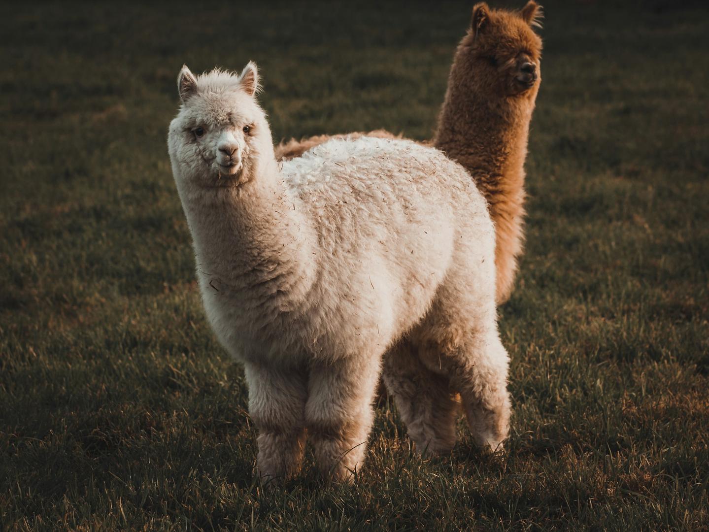 Crypto-beursvennootschap Alpaca haalt $135 miljoen op voor tokenized aandeleninfrastructuur