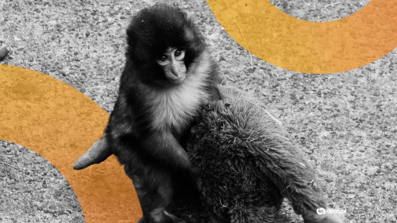 Amerikanen gearresteerd in Japan omdat ze het huis van Punch the Monkey's Zoo binnengingen om Meme Coin te promoten
