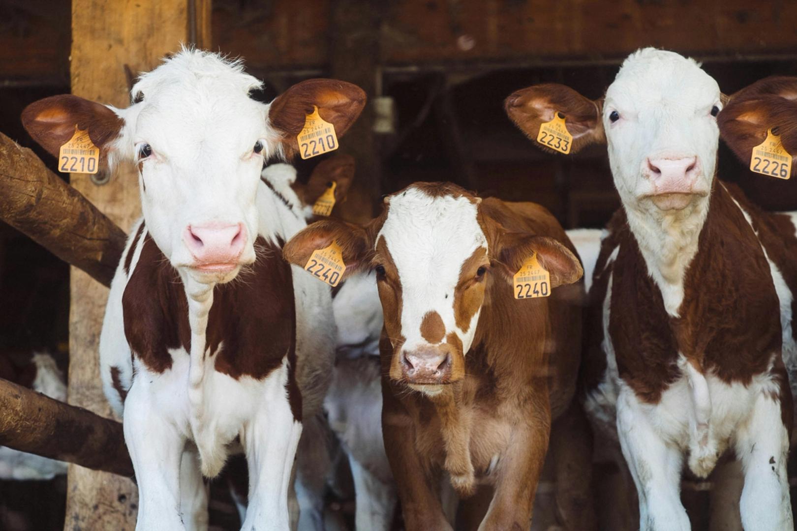 Braziliaanse boeren symboliseerden melkkoeien om leningen te krijgen, waarbij ze de limieten voor bankleningen omzeilden