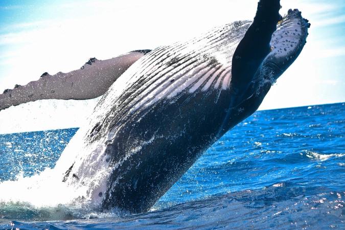 Bitcoin whale that sat through the March 2020 crash moves $378 million